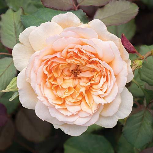 You Garden - Old English Shrub Rose 'Apricot' Bare Root