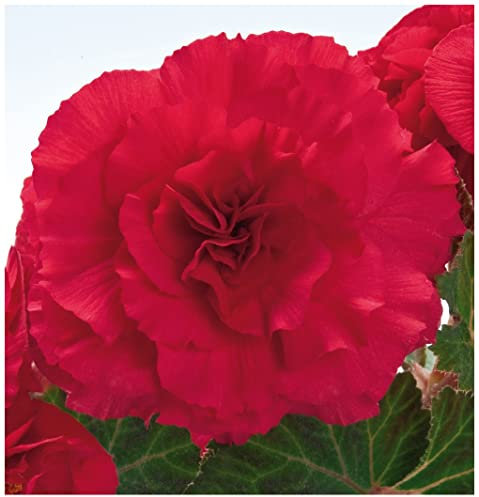 PREMIER SEEDS DIRECT - Begonia Tuberous - Non Stop F1 - DEEP Rose- 15 PELLETS