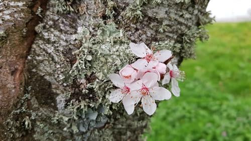 Prunus cerasifera 'PIssardii Nigra' / Prunier pourpre/Conteneur de 7 à 10 litres/Touffe