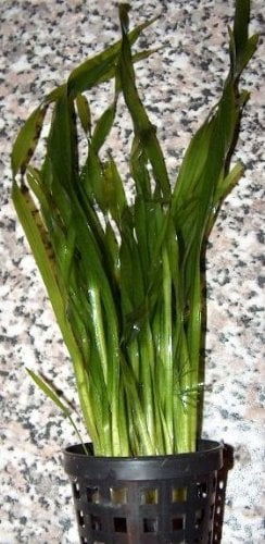 5 Töpfe Vallisneria spiralis, Schraubenvallisnerien