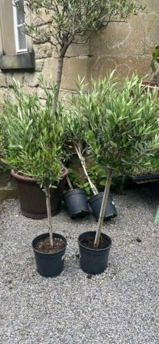 Olivenbaum Stamm Olive 80-100 cm hoch, beste Qualität, Olea Europaea