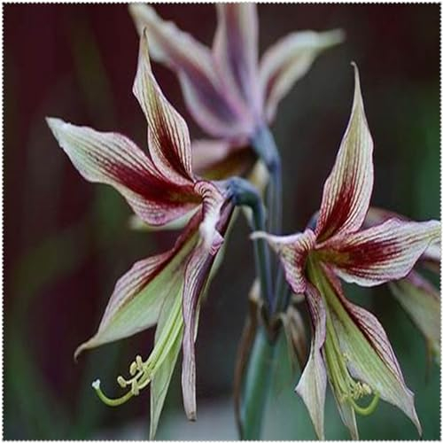 Amaryllis-Zwiebeln, amaryllis pflanze winterharte Staude, Gartenpflanze, wächst gut in Töpfen, pflegeleicht-1zwiebeln-E