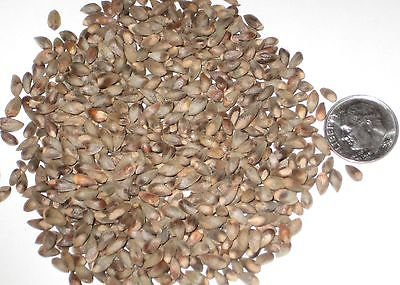 Oriental Lebensbaum Baum Seed Pack, Thuja orientalis Samen Ideal für Bonsai 10