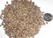 Oriental Lebensbaum Baum Seed Pack, Thuja orientalis Samen Ideal für Bonsai 10