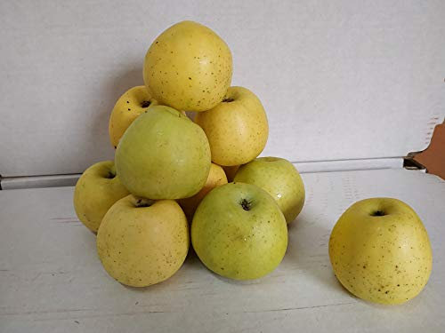 Caja Todo Manzana Golden MINI 5 kilos