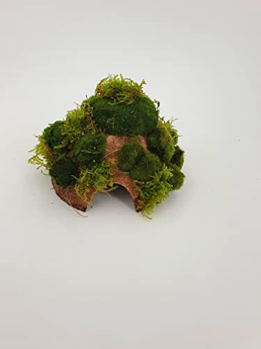 Kokoshöhle mit kleine Mooskugeln +Moos, Aquarium Höhle Bonsai Unterschlupf Brutstätte für Fische Aquarium Garnelenbäumchen, ca. 15x 10 cm bepflanzt mit echten Tropica Wasserpflanzen