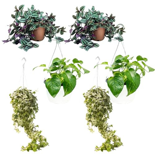 Pack 6 plantas colgantes de gran porte : 2 Pothos + 2 Hiedras + 2 Tradescantias - Planta Natural Interior y Exterior - Planta Viva - SP 64