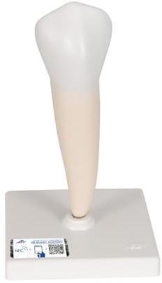 3B Scientific Menschliche Anatomie - Unterer einwurzeliger Prämolar + kostenlose Anatomie App - 3B Smart Anatomy
