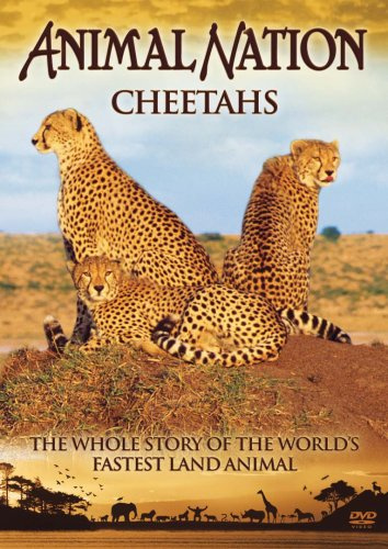 Animal Nation - Cheetahs