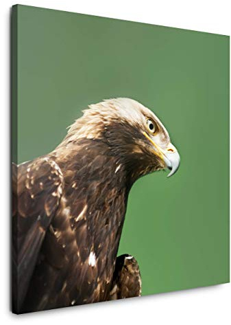 EAUZONE GmbH Steinadler 60x60cm Wandbild auf Leinwand, Kunstdruck Moderne Bilder