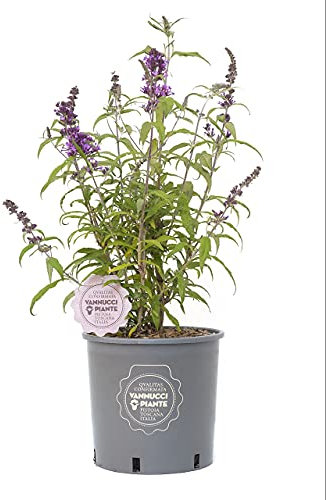 Buddleja davidii, Pianta vera in vaso Vannucci Piante, Pianta da esterno ('Red Peacock')