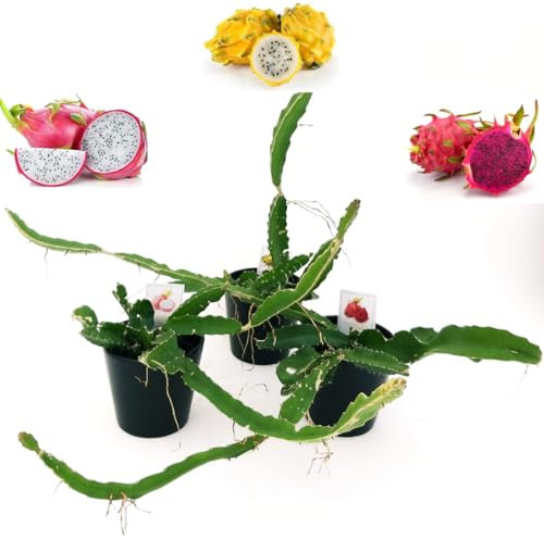POWERS TO FLOWERS - PITAYA TRIS: GIALLA, A POLPA ROSSA e BIANCA, FRUTTO DEL DRAGO, HYLOCEREUS UNDULATUS, DRAGON FRUIT, 3 PIANTE, piante vere