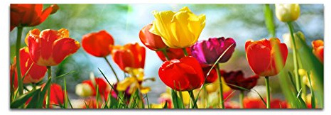 Paul Sinus Art 120x40cm Leinwandbild - Kunstdruck Tulpen Frühling Wiese Fotografie