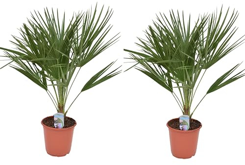 2er Set Zwergpalme Chamaerops humilis 70-90 cm – Winterharte Kübelpflanze, kältetolerant, mediterrane Garten- & Terrassenpflanze, pflegeleicht, immergrün, ideal für Balkon & Terrasse