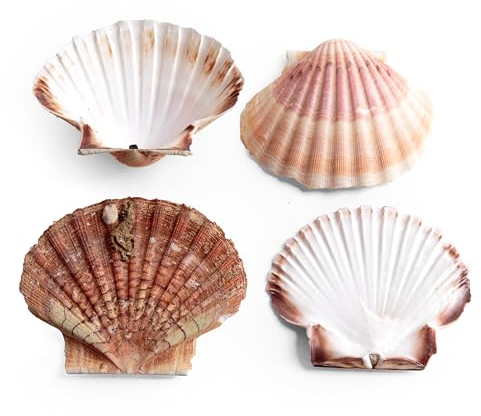 ROSEMARIE SCHULZ Heidelberg Coquillages Saint-Jacques véritables coquillages naturels plats et bombés d'environ 10 cm – Parfait pour les décorations DIY (coquillages Saint-Jacques, 4 pièces)