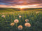 Ravensburger Puzzle - Pusteblumen im Sonnenuntergang - Nature Edition 500 Teile