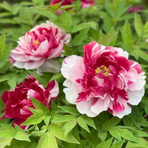 3 pcs Pfingstrosen Knollen Kaufen, blumen für balkon, pflanzen winterhart draußen Pfingstrose Pflanze Winterhart - Paeonia suffruticosa - Zimmerpflanze Blumenzwiebeln Frühblüher pflanztopf