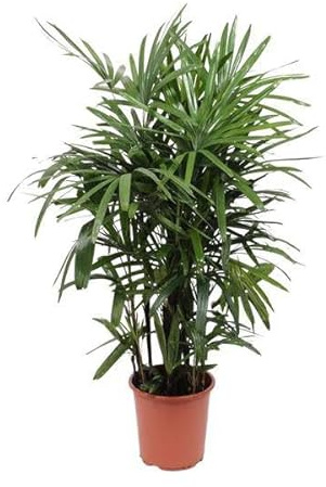 Steckenpalme – Rhapis excelsa – Lady Palm – Ø27cm – Höhe ca. 120cm – Pflegeleichte Zimmerpalme – Luftreinigende tropische Pflanze für Innenräume