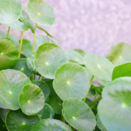 Centella asiatica bodendecker lange blütezeit 150samen