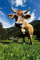 1art1 Kühe XXL Poster Kuh Auf Der ALM Plakat | Bild 120x80 cm