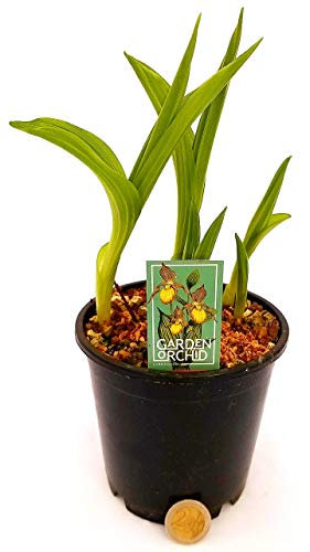 POWERS TO FLOWERS - ORCHIDEA DA GIARDINO CYPRIPEDIUM GIALLO, pianta vera