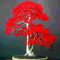 Haloppe 200 Pz Semi di Piante di Acero Rosso per la Piantagione del Giardino di Casa, Semi di Albero di Acero Rosso Pianta Ornamentale Miniascape Giardino Cortile Decorazione Bonsai Semi