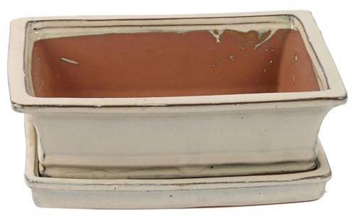 Bonsai Pot with Saucer - Rectangular 20cm - Cream - Perfect for Bonsai Trees and Succulents