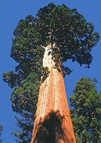 1,000 Tropica - California Giant Redwood Sequoia (Sequoiadendron gigantea) - 1,000 Seeds - Winter-Hardy