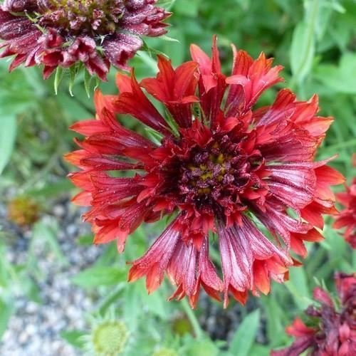 Semillas de flor rojo Gaillardia Sundance (Gaillardia Pulchella) 50 + Semillas