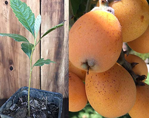 Keimfutter: Perennial Goldene Mispel Früchte Starter Pflanze Baum, Japanisch Seeding Pralle Baum