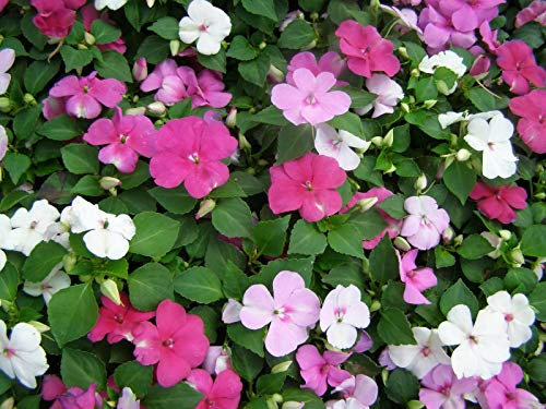 Impatiens Safari Mixed x 25 Seeds, Summer Bedding Plants