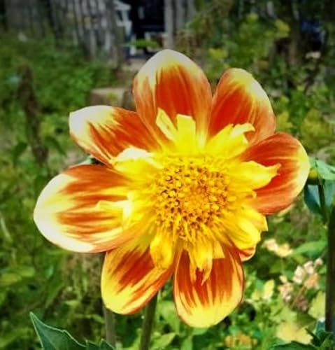 Ausverkauf : Dahlienknolle : Dahlia - Dahlien Halskrausendahlie  Pooh  1 Knolle/Rhizom