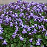 3 x Cymbalaria muralis Ivy-leaved Toadflax, or Kenilworth Ivy Cottage Garden Perennial Plug Plants pots and Baskets Bedding Plant
