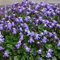 3 x Cymbalaria muralis Ivy-leaved Toadflax, or Kenilworth Ivy Cottage Garden Perennial Plug Plants pots and Baskets Bedding Plant