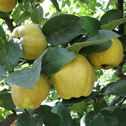 'Sibley's Patio Quince' Fruit Tree in a 4.5L Pot 60-80cm Tall