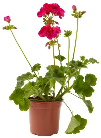 Verdecora Geranio zonal | Malvón | Planta natural de exterior en maceta de Ø13cm (altura total aproximada 30-35cm) | Flor con olor | Perfecta para terraza, jardín o balcón