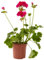 Verdecora Geranio zonal | Malvón | Planta natural de exterior en maceta de Ø13cm (altura total aproximada 30-35cm) | Flor con olor | Perfecta para terraza, jardín o balcón