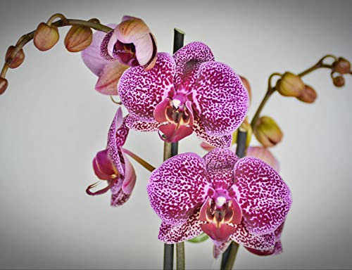 hansepuzzle 27316 - Orchidee Puzzle 1000 Teile - Natur-Puzzle mit hochwertiger Aufbewahrung: Kartonbox und wiederverschließbarem Beutel - Format 60 × 46 cm