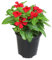 Vinca Mayor Natural Adelfilla Estival Perfecta para Tu Patio