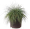Festuca Azul Festuca Azul Elijah Blue Hierba Ornamental Agujas Azules Cuidado Cuidado Resistente Invierno Planta Jardín Decorativa Planta Perenne