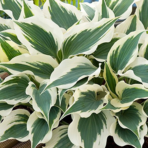 Hosta Wide Brim Plantain Lily Hardy Outdoor Deciduous Flowering Perennial Garden Plants in Plant Pot (9cm Pot, 15-30cm)