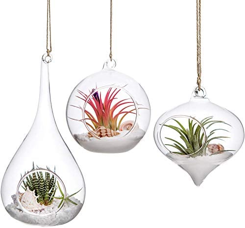 Mkouo 3 Pack Glass Hanging Planter Air Fern Holder Terrarium Plants Hanger Vase Home Decoration for Succulent Moss Tillandsias Air Plants, Olive, Globe and Teardrop