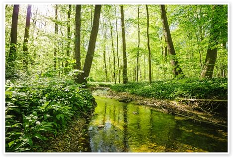 Frischer grüner Wald Poster von Oliver Henze 30 x 20 cm Grün Wandbilder Wanddeko