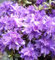 Japanische Azalee Rhododendron impeditum 'Azurika' 30-40 cm blau - violett
