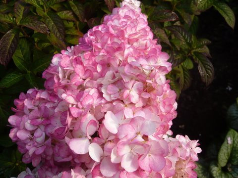 Hydrangea paniculata 'Vanilla Fraise' 3 Litre Pot Size