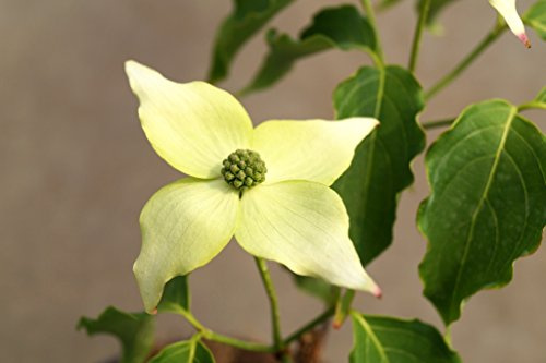 Japanischer Blumen-Hartriegel Milky Way Cornus kousa chinensis Milky Way Containerware 60 - 80 cm