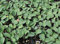 500 Semi Rapini ni/Raab/Rabe/
