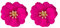 FFWTPY Orecchini Donna Floreali Rosa Fucsia con Dettagli Dorati Eleganti e Alla Moda per Ogni Occasione Accessori di Tendenza per Ragazze e Donne