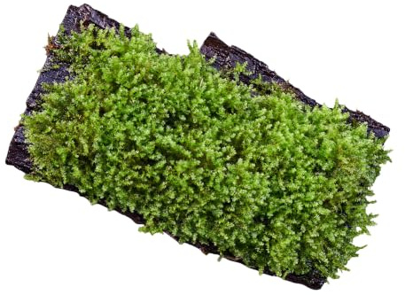 AquaBreedingSkill Moos Taxiphyllum sp. auf Wurzel ~15 cm – lebendes Aquarienmoos bereits angewachsen, natürliche, sofort einsatzbereite Dekoration für Süßwasseraquarien