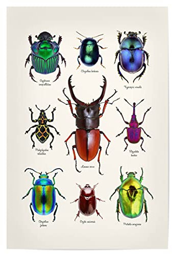 artboxONE Poster 30x20 cm Natur Neun seltene Käfer hochwertiger Design Kunstdruck - Bild käfer entomologie